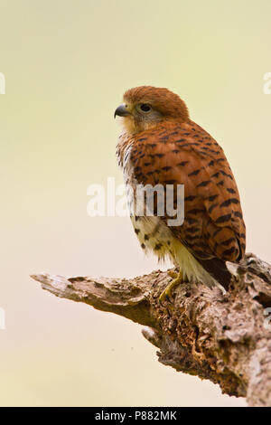 Mauritius Turmfalke (Falco punctatus) eine endemische Art der Raptor von Mauritius. Eine bedrohte Art mit möglichst wenigen 400 reifen Vögel lebendig in der wi Stockfoto