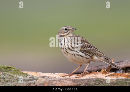 - Wiesenpieper Wiesenpieper - Anthus pratensis ssp. pratensis, Polen Stockfoto