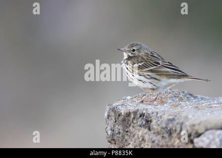 Wiesenpieper, Bungalow, Anthus pratensis, Spanien Stockfoto