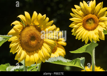 Feld mit Sonnenblumen im Mc Kee-Beshers finden in Montgomery County Maryland Stockfoto