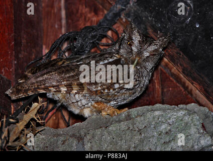 Tropical Screech-owl, Megascops choliba Stockfoto