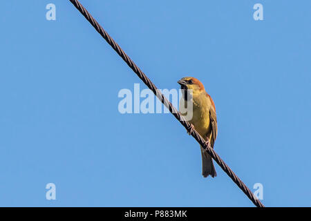 Ebene - gesichert Sparrow (Passer flaveolus) Stockfoto