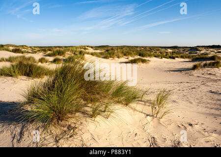 Landschaft am Zuidduinen im Sommer Stockfoto