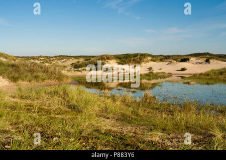 Landschaft am Zuidduinen im Sommer Stockfoto