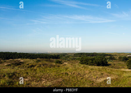 Landschaft am Zuidduinen im Sommer Stockfoto