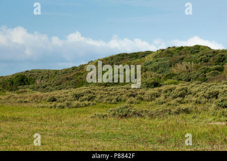 Landschaft am Zuidduinen im Sommer Stockfoto