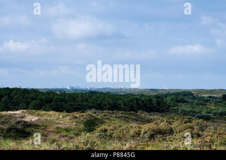 Landschaft am Zuidduinen im Sommer Stockfoto