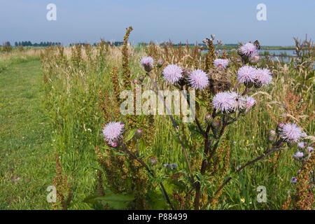 Blühende Creeping Thistle (Cirsium arvense) Groene Jonker im Sommer Stockfoto