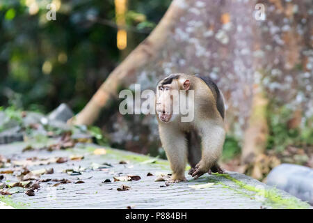 Südliche Schwein tailed Makaken (Macaca remistrina) Stockfoto
