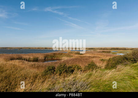 Uitzicht über rietkraag in Vliehors; Blick auf Schilfrohr in Vliehors Stockfoto