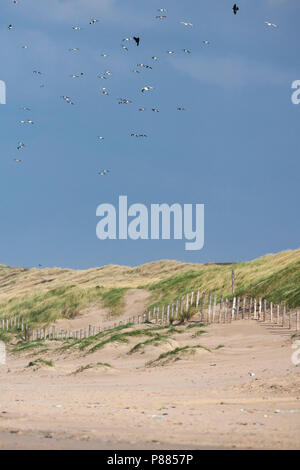 Silbermöwe (Larus argentatus) Herde über Dünen fliegen bei Katwijk aan Zee Stockfoto