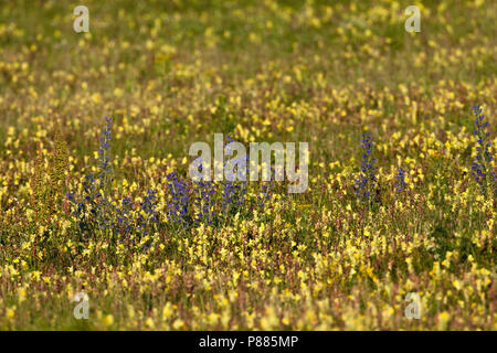 Bereich der größeren gelben Rassel (Rhinanthus angustifolius) an Lentevreugd im Sommer Stockfoto