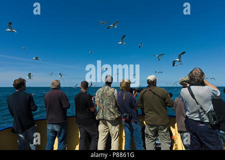 Menschen fotografieren Silbermöwe (Larus argentatus) Herde von einem Fischerboot am Wattenmeer Stockfoto