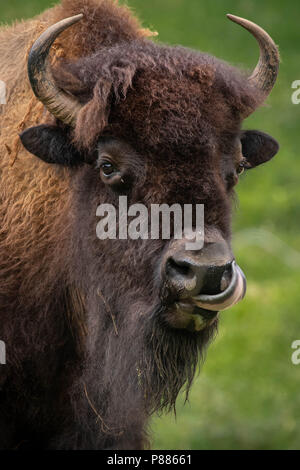 Ein bison Grooming Stockfoto