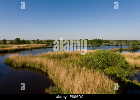 Uitzicht über Het laagveenmoeras met rietland; Blick auf Torf - bog mit reedbeds Stockfoto