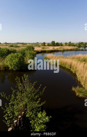 Uitzicht über Het laagveenmoeras met rietland; Blick auf Torf - bog mit reedbeds Stockfoto