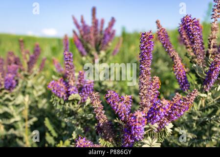 Spiky lila Blütenstände einer leadplant erhellen, einem sonnigen Weide Szene in der Sandhills von North Central Nebraska. Stockfoto