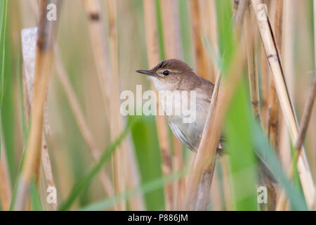 Savis Warbler - - Locustella luscinoides Rohrschwirl, Deutschland Stockfoto