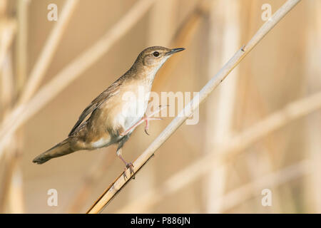 Savis Warbler - - Locustella luscinoides Rohrschwirl, Deutschland Stockfoto