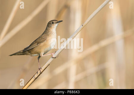 Savis Warbler - - Locustella luscinoides Rohrschwirl, Deutschland Stockfoto