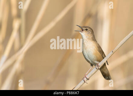 Savis Warbler - - Locustella luscinoides Rohrschwirl, Deutschland Stockfoto