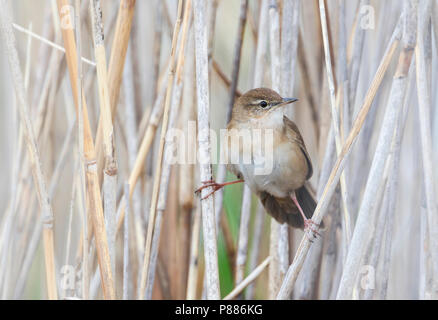 Savis Warbler (Locustella luscinoides), Rumänien Stockfoto