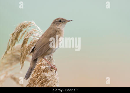 Savis Warbler (Locustella luscinoides), Rumänien Stockfoto