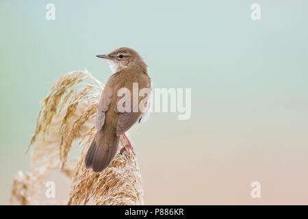 Savis Warbler (Locustella luscinoides), Rumänien Stockfoto