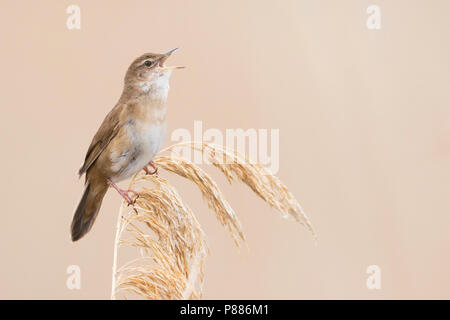 Savis Warbler (Locustella luscinoides), Rumänien Stockfoto