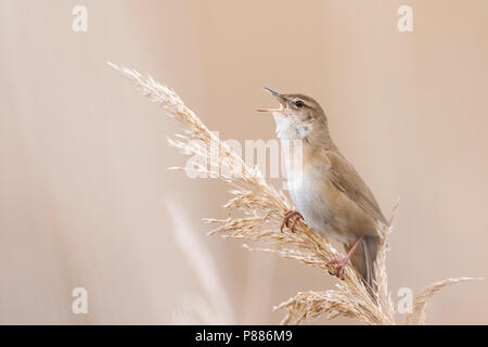 Savis Warbler (Locustella luscinoides), Rumänien Stockfoto