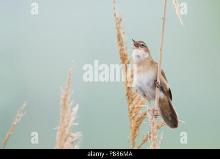 Savis Warbler (Locustella luscinoides), Rumänien Stockfoto