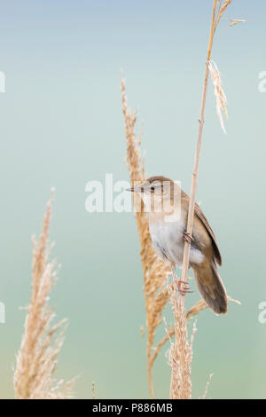 Savis Warbler (Locustella luscinoides), Rumänien Stockfoto