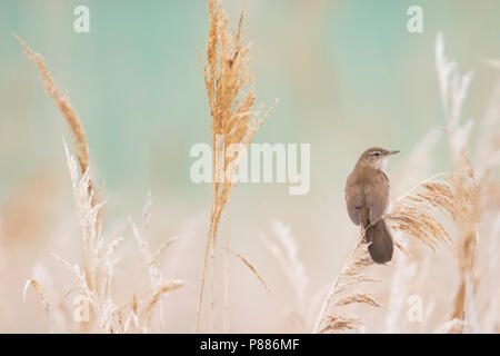 Savis Warbler (Locustella luscinoides), Rumänien Stockfoto