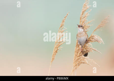 Savis Warbler (Locustella luscinoides), Rumänien Stockfoto