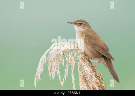 Savis Warbler (Locustella luscinoides), Rumänien Stockfoto