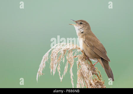 Savis Warbler (Locustella luscinoides), Rumänien Stockfoto