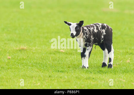 Nahaufnahme eines neugeborenen Schwarzen und Weißen Lamm (Capra aegagrus hircus) im Frühling stehen auf einer Wiese. Stockfoto