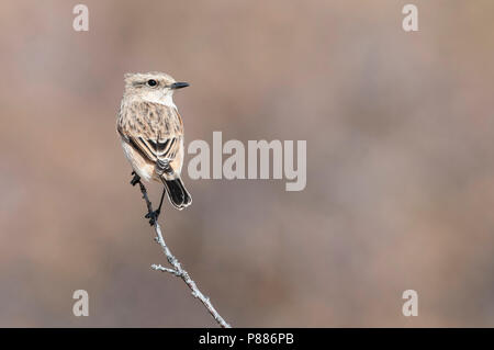 Sibirisches Schwarzkehlchen, Aziatische Roodborsttapuit, Saxicola maurus Stockfoto