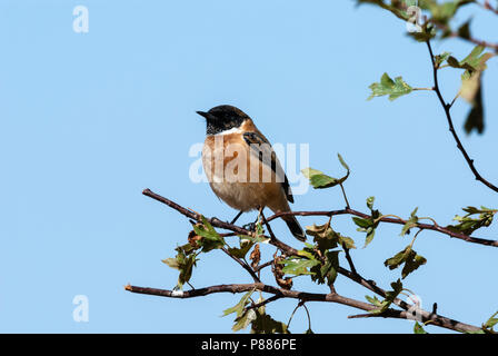 Sibirisches Schwarzkehlchen, Aziatische Roodborsttapuit, Saxicola maurus Stockfoto