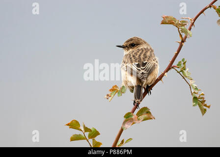 Sibirisches Schwarzkehlchen, Aziatische Roodborsttapuit, Saxicola maurus Stockfoto