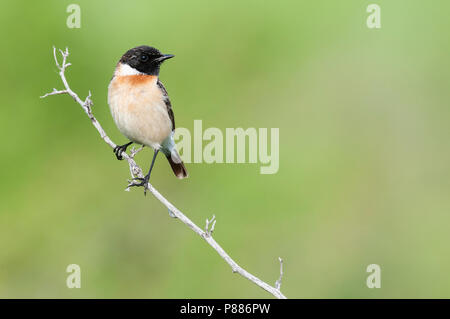 Sibirisches Schwarzkehlchen, Aziatische Roodborsttapuit, Saxicola maurus Stockfoto