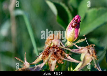 Eine gemeinsame rose Rüsselkäfer Sitzstangen auf die Blüte einer wild Prairie Rose auf einer Ranch in der Sandhills von North-Cenral Nebraska. Stockfoto