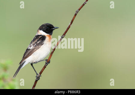 Sibirisches Schwarzkehlchen, Aziatische Roodborsttapuit, Saxicola maurus Stockfoto