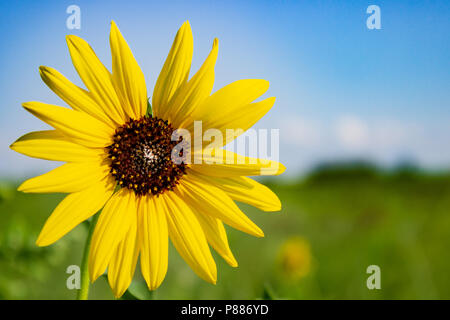 Die Gelbe Blütenblätter einer Sonnenblume hell leuchten wie Sonnenstrahlen gegen den blauen Himmel der Sandhills von North Central Nebraska. Stockfoto