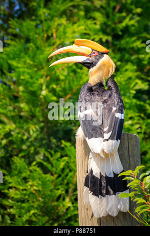 Closeup Portrait eines großen hornbil, Doppel oder große pied Hornbill, Buceros bicornis, Vogel in einem grünen Lebensraum Wald. Stockfoto