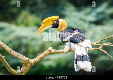 Closeup Portrait eines großen hornbil, Doppel oder große pied Hornbill, Buceros bicornis, Vogel in einem grünen Lebensraum Wald. Stockfoto