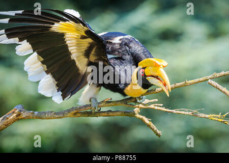 Closeup Portrait eines großen hornbil, Doppel oder große pied Hornbill, Buceros bicornis, Vogel in einem grünen Lebensraum Wald. Stockfoto