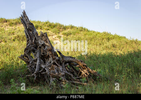Die verwitterte Überreste eines Hackberry baum Gnade die Kante eines Reifenplatzers in der Nebraska Sandhills. Die Sandhills sind eine einzigartige Funktion zum Bereich. Stockfoto