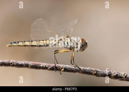 Vrouwtje Windvaantje, weiblichen Selysiothemis nigra Stockfoto