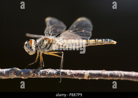 Vrouwtje Windvaantje, weiblichen Selysiothemis nigra Stockfoto